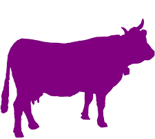 Purple cow labs